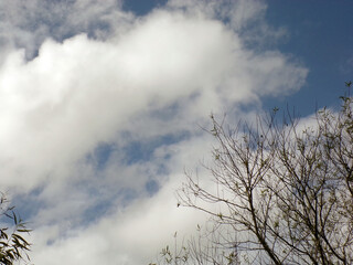 Clouds behind Bare Branches