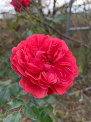 beautiful red rose
