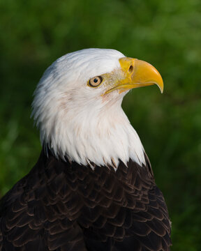 Bald Eagle Stock Photos.   Bald Eagle bird head close-up profile with bokeh background. Portrait. Image. Photo. Picture.