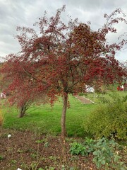 Herbstbaum 