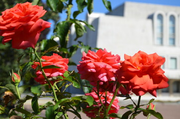 Red roses