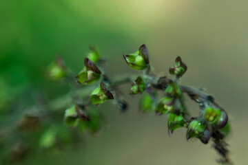 Harbal plant that holy basil or tulasi or ocimum sanctum