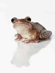 Laubfrosch, Studiofoto vor weißem Hintergrund mit Spiegelung, Polypedatus leucomystax