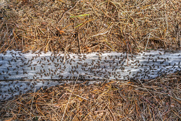 Ants in an anthill.