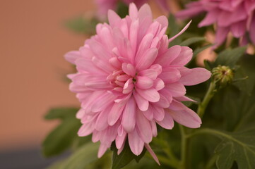 Crisantemos de color rosa lila