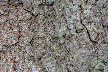Bark of an old tree.