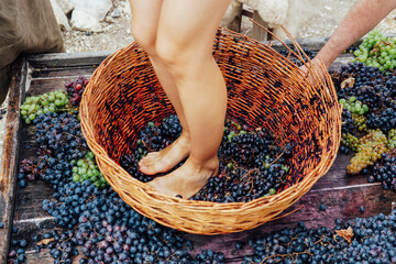 Doing wine ritual,Female feet crushing ripe grapes in a bucket to make wine after harvesting grapes