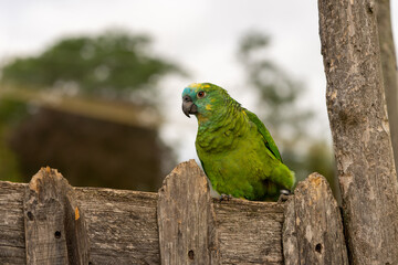 Turquoise-fronted amazon, Amazona aestiva, portrait of green parrots from behind on a barrier