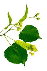 Fototapeta premium Fresh flowers and leaves linden isolated on white background.