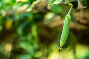 A great vegitable called Dhundol and great vitamin in it