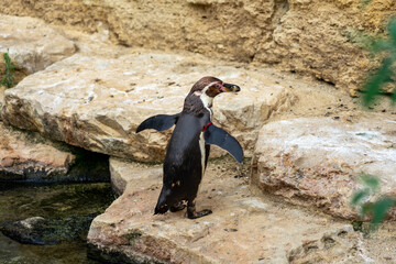 a humboldt penguin from behind