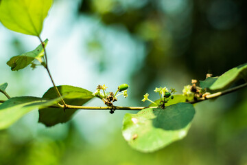 Green Apple Kul Apple Ber Plant fruit and sweet food