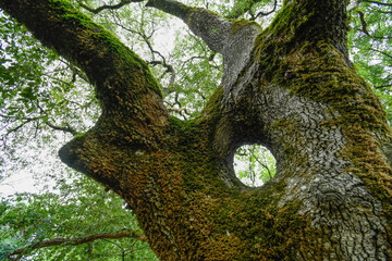Circular hole in the trunk of an old oak © roberto