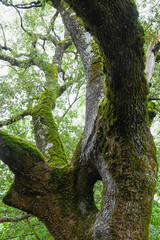 Circular hole in the trunk of an old oak