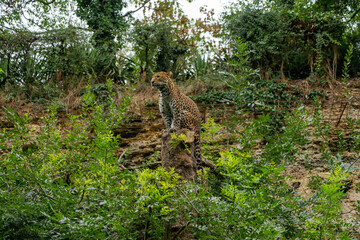 leopard sitting on a tree