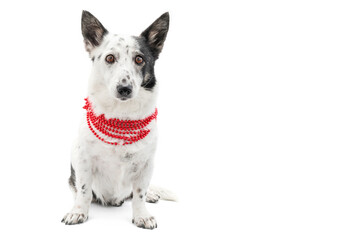 Dog with Christmas red beads on a white background, isolate.