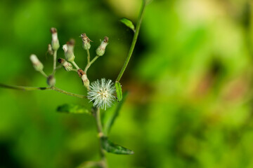 White wool and fur beautiful grass flower in the street