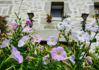 Flowers by the farmhouse