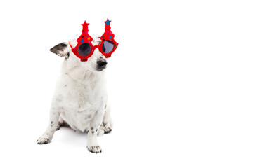 Dog in New Year's or festiv glasses on a white background, isolate.