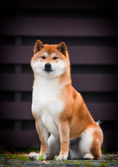 shiba inu dog sitting and looking