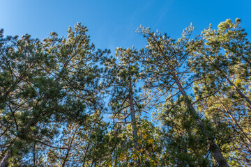 Pine trees reaching for the sky