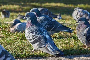 Dove on the lawn of the city square.