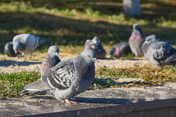 Dove on the lawn of the city square.