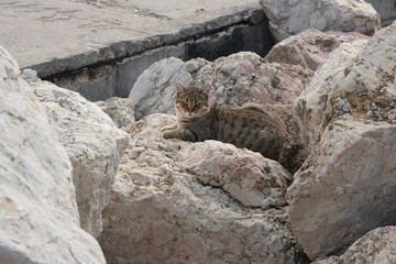 Fototapeta premium A young cat lies on the coastal rocks. 