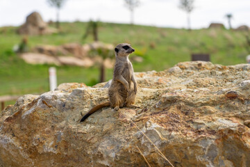 Suricate or meerkat standing guard