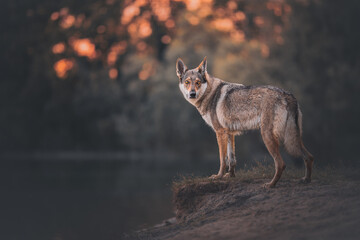 Wolfdog at the lake at the sunset, river, lake, golden hour, summer