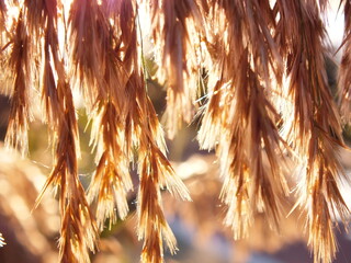 Close up image of golden reed grass shaking while the wind is blowing under clear blue sky in a cold autumn day, natural autumn background with warm colors