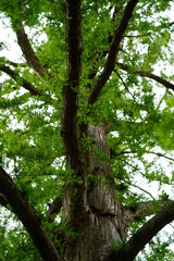 Métasequoia du Sichuan (metasequoia glyptostroboides)