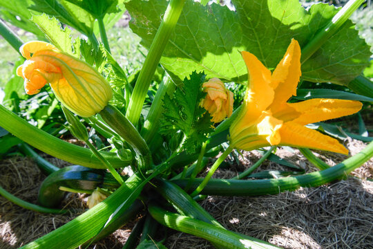 Zucchini in bloom