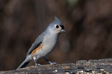 Tufted titmouse perching on an old tree stump. They are a small songbird from North America, a species in the tit and chickadee family.