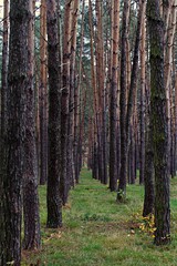 pine trunks in linear perspective in deserted forest