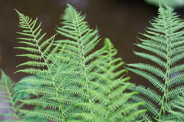 Zielone liście paproci © Joanna