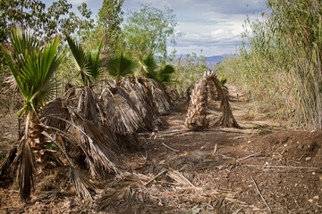 Fototapeta na wymiar trunks of dead palm trees. The environmental problem of lack of fresh water and climate change