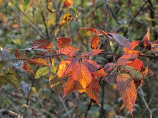red autumn leaves