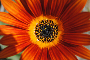 Centro de uma flor com cores amarela, laranja, vermelha, azuis, verdes, forma circular, pétalas