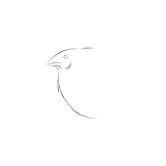 drawing of a profile of a quail