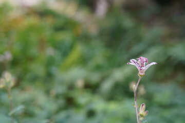 Lis Orchidée - Tricyrtis hirta, Lis crapaud

