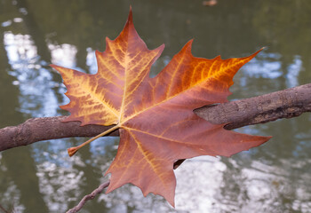 Fototapeta premium leaf of London plane tree in autumn by the river.