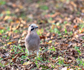 Jay in the autumn city Park.