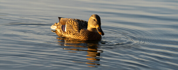 An adorable duck illuminated by the rays of the setting sun.