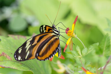 Fototapeta na wymiar Butterfly 2018-104 / Tiger Longwing (Heliconius Hecale)