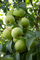 A large tree branch covered with green pears