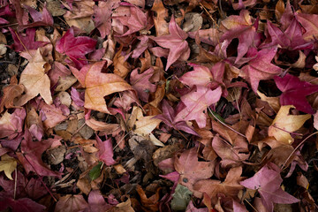 Autumn leaves background