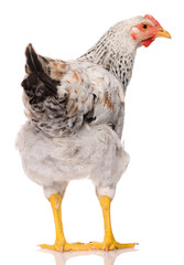 back side of one white chicken isolated on white background, studio shoot