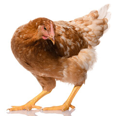 one brown chicken isolated on white background, studio shoot