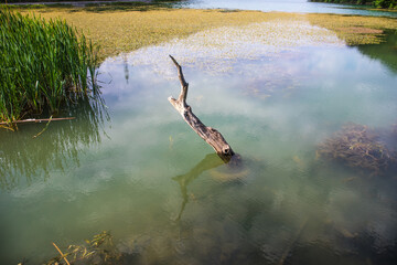 Obraz premium Dead tree branch in the lake and its reflection with cloudy sky on water.